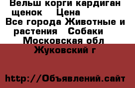 Вельш корги кардиган щенок  › Цена ­ 35 000 - Все города Животные и растения » Собаки   . Московская обл.,Жуковский г.